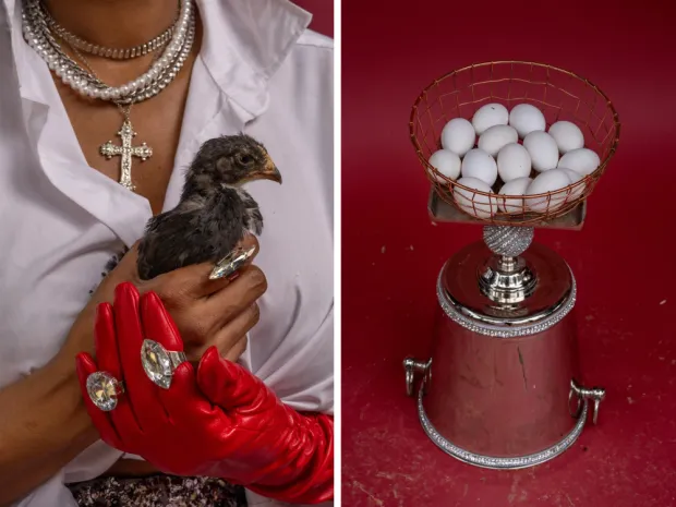 Neighbors flock to backyard chicken coops for fresher and cheaper eggs